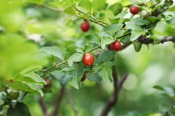 Lime berry fruit (Triphasia trifolia)