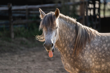 grey horse pony yawning tension release yaws animal equine behaviour