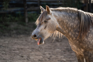 grey horse pony yawning tension release yaws animal equine behaviour