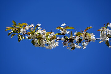 Kirschblütenzweig vor blauem Himmel
