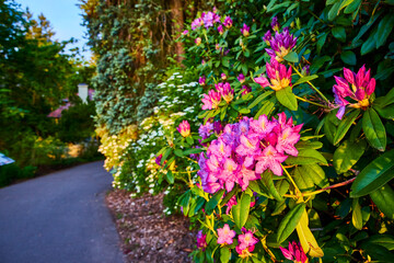 Rhododendron Blossoms in Lush Garden Close-Up