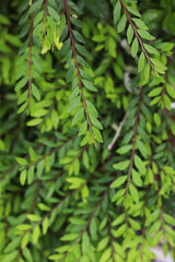 mousetail plant or myrtle-leaf leaf-flower (Phyllanthus myrtifolius)