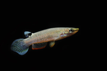 blue panchax or whitespot (Aplocheilus panchax)