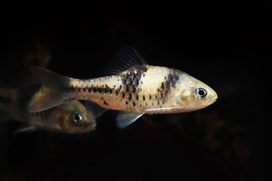 Spanner barb or T Barb (Barbodes lateristriga)