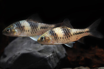 Spanner barb or T Barb (Barbodes lateristriga)