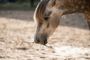 grey horse eating willow in paddock paradise pony 