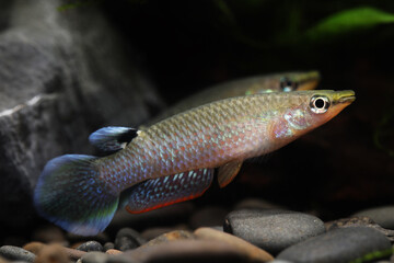 blue panchax or whitespot (Aplocheilus panchax)