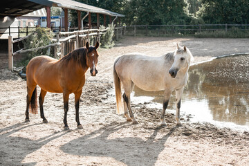 Obraz premium brown and grey mare horse friends herd animal paddock paradise