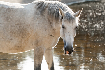 grey horse mare close up sunset backlight paddock paradise