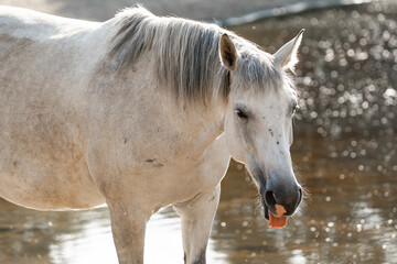 Naklejka premium grey horse mare close up sunset backlight paddock paradise