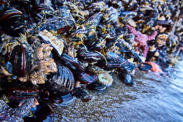 Mussels and Starfish in Tidal Pool Close-Up Perspective
