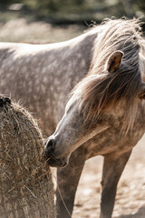 horse eating eat from hay net in paddock paradise  © PIC by Femke