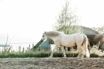 cute little white welsh mountain pony horse