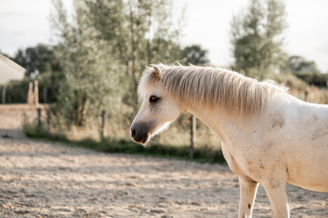 Fototapeta premium cute little white welsh mountain pony horse