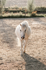 cute little white welsh mountain pony horse