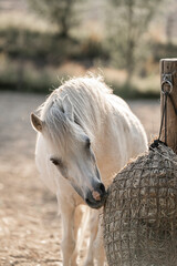 white horse in the farm eating from a hay net © PIC by Femke