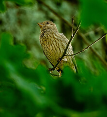 House Finch: A female house finch on a tree branch.