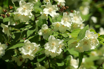 Jasmine shrub with beautiful blooming flowers outdoors