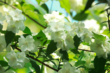 Jasmine shrub with beautiful blooming flowers outdoors