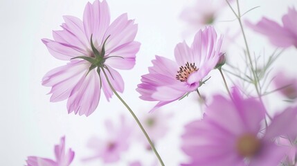 Obraz premium Lilac Cosmos Flowers in Studio with White Background Deep Focus Macro shot