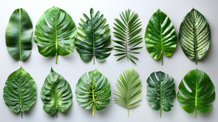 Green Tropical Leaves Arrangement
