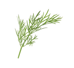 Sprig of fresh green dill isolated on white
