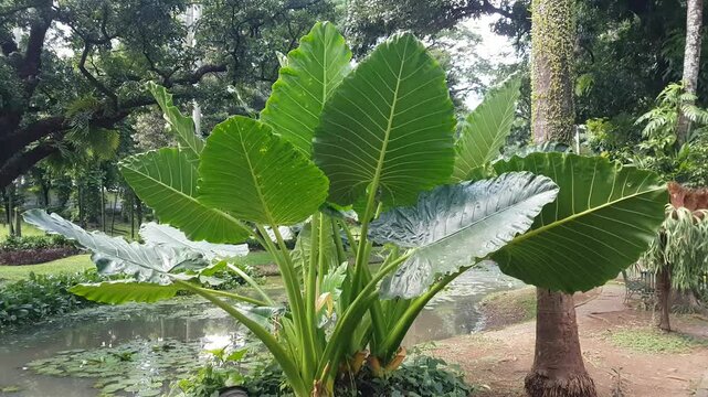 Alocasia macrorrhiza ( Giant taro ) plant in the garden 