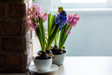 Concept of hobby, leisure time, home gardening. Beautiful spring flowers on the windowsill, purple and pink hyacinth plants with bulbs planted in ceramic pot.