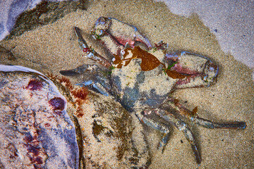 Crab Camouflaged in Tide Pool with Seaweed from Above