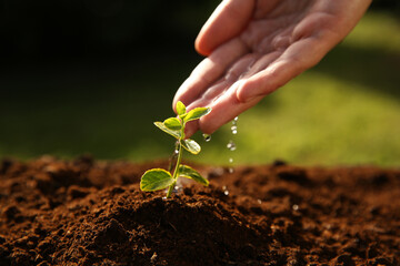 Woman watering young seedling outdoors on sunny day, closeup