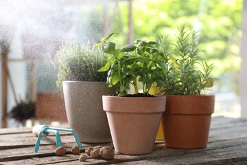 Spraying different herbs in pots on wooden table