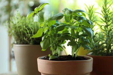 Different herbs growing in pots on blurred background, closeup