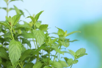 Natural mint on blurred background, closeup. Fresh herb