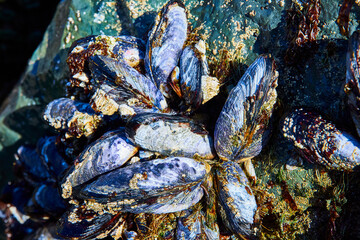 Mussels and Barnacles in Tide Pool Close-Up
