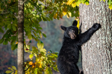 Cades Cove in October