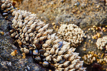 Fototapeta premium Barnacles and Mollusks on Coastal Rock Close-Up at Low Tide