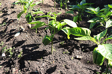Growing peppers in a village in central Russia. Arches are placed over the garden bed and seedlings are planted there, covered with film at night. The concept of natural eco-products without GMOs, 