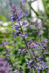Lesser cat mint (nepeta nepetella) flowers in bloom