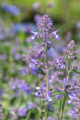 Obraz premium Lesser cat mint (nepeta nepetella) flowers in bloom
