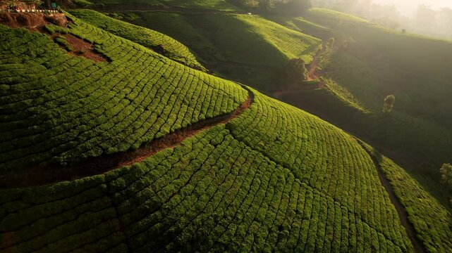Aerial view of tea plantations in the hills Of Munnar, India at sunrise. Green tea terraces at early in the morning. Tea growing.