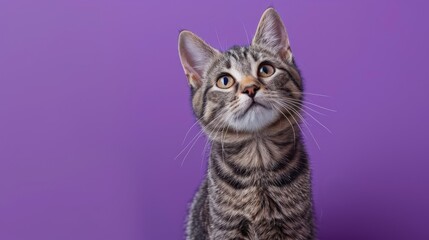 Gray Striped Cat Portrait on Purple Background Ideal Pet Image for Advertising and Veterinary Clinic