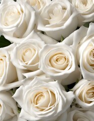 flower olated treebranch white romance colours nature beauty beautiful transparent roses love