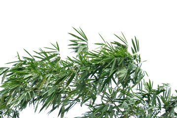 Tropical Bamboo tree with leaves and branches on white isolated background for green foliage backdrop