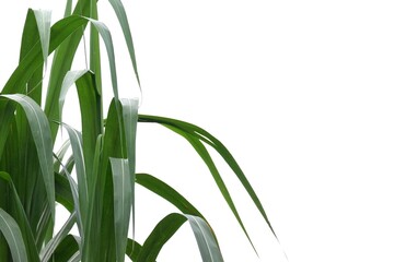 Sugar cane leaves on white isolated For green foliage backdrop 