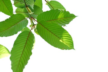 In selective focus Kratom leaves with branches on white isolated background with copy space 