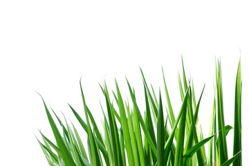 Fototapeta premium A tropical palm leaves on white isolated background for green foliage backdrop 