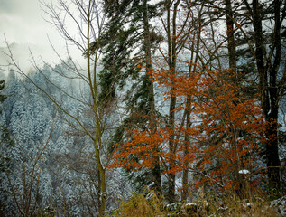 Autumnal trees with branches in a snowy forest