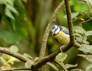 Blue tit on a branch
