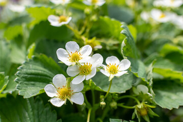 strawberries blooming in the garden in the garden