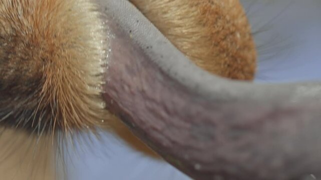 Extreme close up shot of a reticulated giraffe's (Giraffa reticulata) tongue extended  in the savanna during morning in kenya